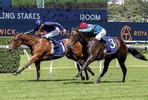 Surround Stakes 2024 Tips .